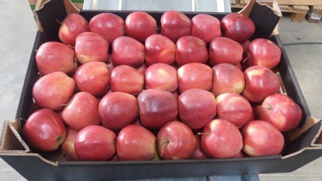 Prima 2000 jablká, hrušky, slivky, vývoz ovocia, zelenina 13