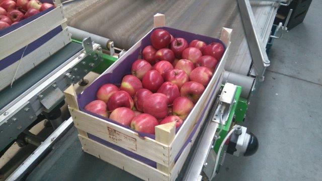 Prima 2000 jablká, hrušky, slivky, vývoz ovocia, zelenina 14