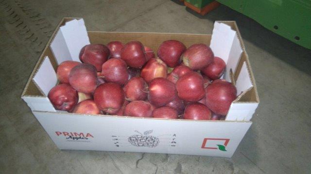 Prima 2000 jablká, hrušky, slivky, vývoz ovocia, zelenina 15