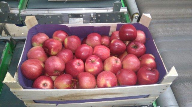 Prima 2000 jablká, hrušky, slivky, vývoz ovocia, zelenina 16