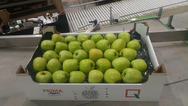 Prima 2000 jablká, hrušky, slivky, vývoz ovocia, zelenina 13