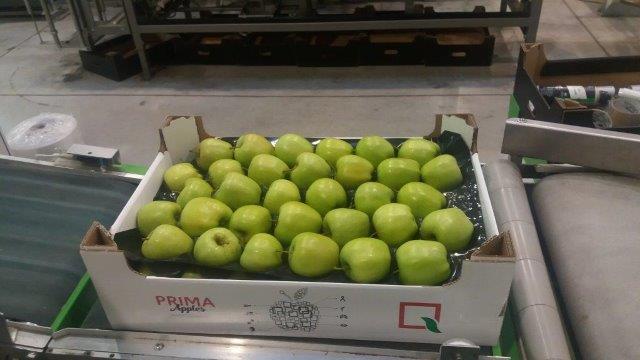 Prima 2000 jablká, hrušky, slivky, vývoz ovocia, zelenina 16