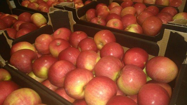 Prima 2000 jablká, hrušky, slivky, vývoz ovocia, zelenina 09
