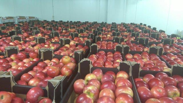 Prima 2000 jablká, hrušky, slivky, vývoz ovocia, zelenina 10