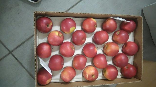 Prima 2000 jablká, hrušky, slivky, vývoz ovocia, zelenina 11