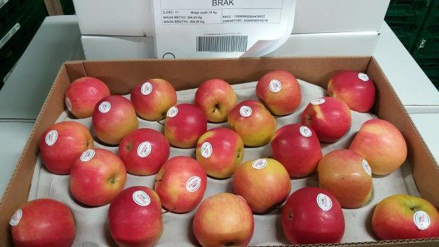 Prima 2000 jablká, hrušky, slivky, vývoz ovocia, zelenina 12