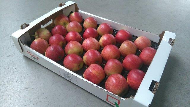 Prima 2000 jablká, hrušky, slivky, vývoz ovocia, zelenina 05