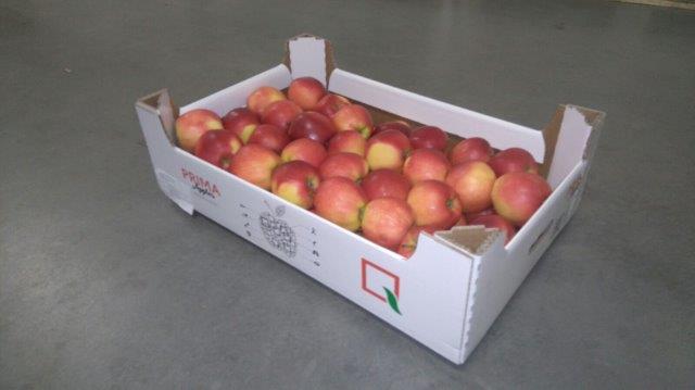 Prima 2000 jablká, hrušky, slivky, vývoz ovocia, zelenina 08