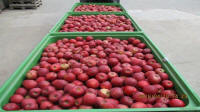 Prima 2000 jablká, hrušky, slivky, vývoz ovocia, zelenina 01