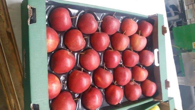 Prima 2000 jablká, hrušky, slivky, vývoz ovocia, zelenina 03